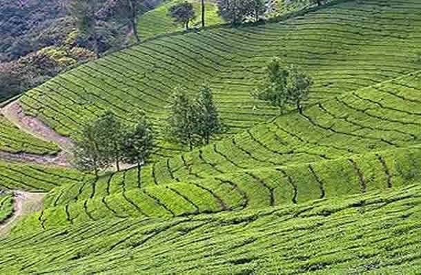 Munnar tea gardens Kerala family tour
